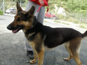 Η Ηρώ είναι η σκυλίτσα που κάποιος έσερνε στην άσφαλτο στο Ηράκλειο Κρήτης